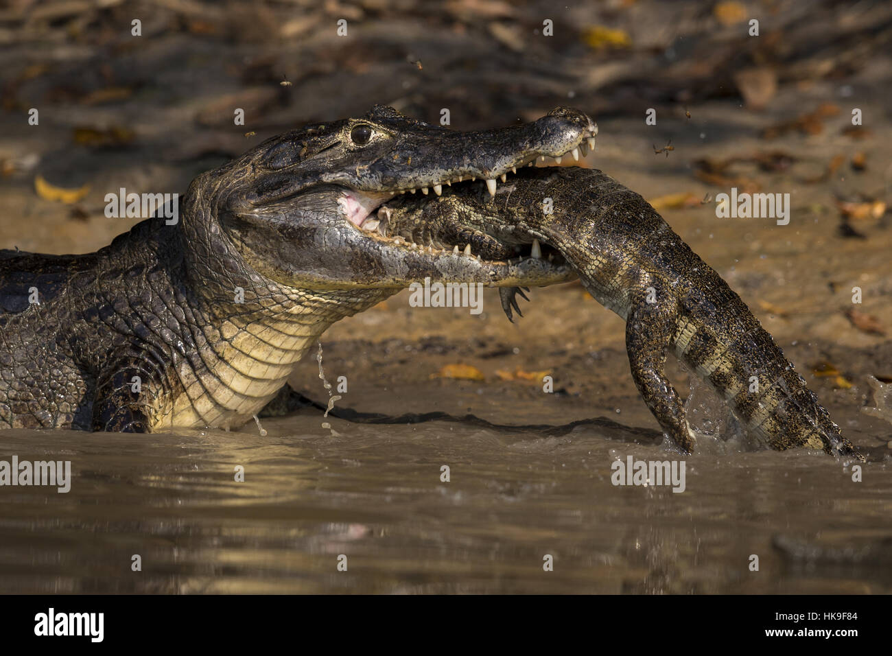 Caiman paraguayenne (Caiman yacare) des profils, l'alimentation des jeunes, Corixo Negro, Mato Grosso, Brésil, septembre Banque D'Images