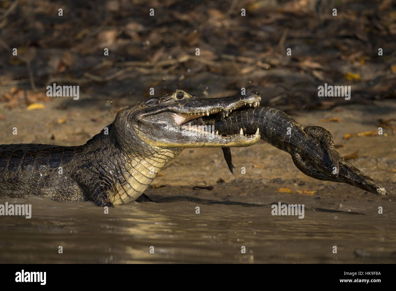 Caiman paraguayenne (Caiman yacare) des profils, l'alimentation des jeunes, Corixo Negro, Mato Grosso, Brésil, septembre Banque D'Images