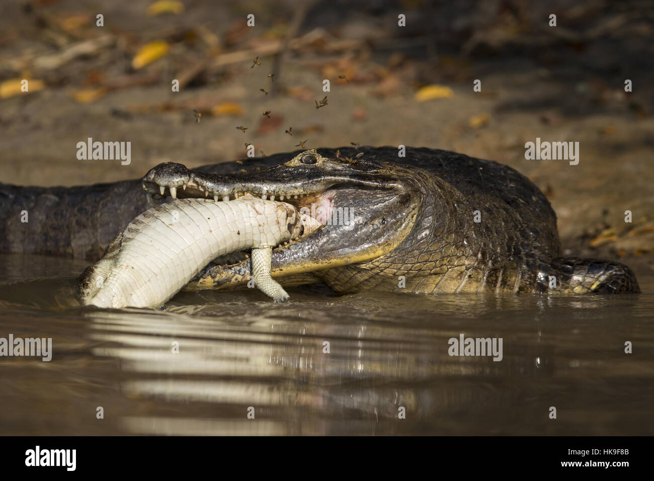 Caiman paraguayenne (Caiman yacare) des profils, l'alimentation des jeunes, Corixo Negro, Mato Grosso, Brésil, septembre Banque D'Images