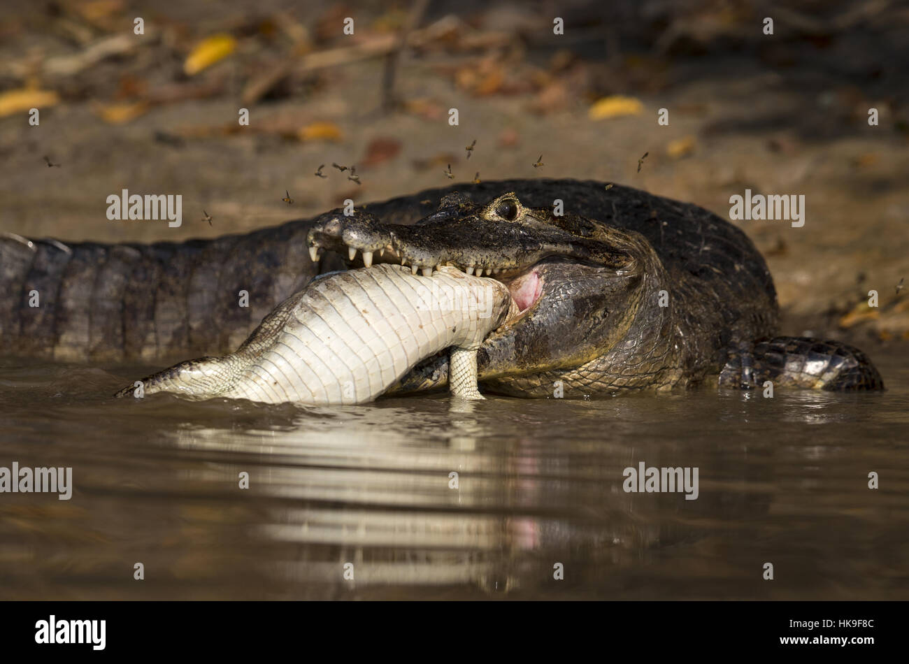 Caiman paraguayenne (Caiman yacare) des profils, l'alimentation des jeunes, Corixo Negro, Mato Grosso, Brésil, septembre Banque D'Images