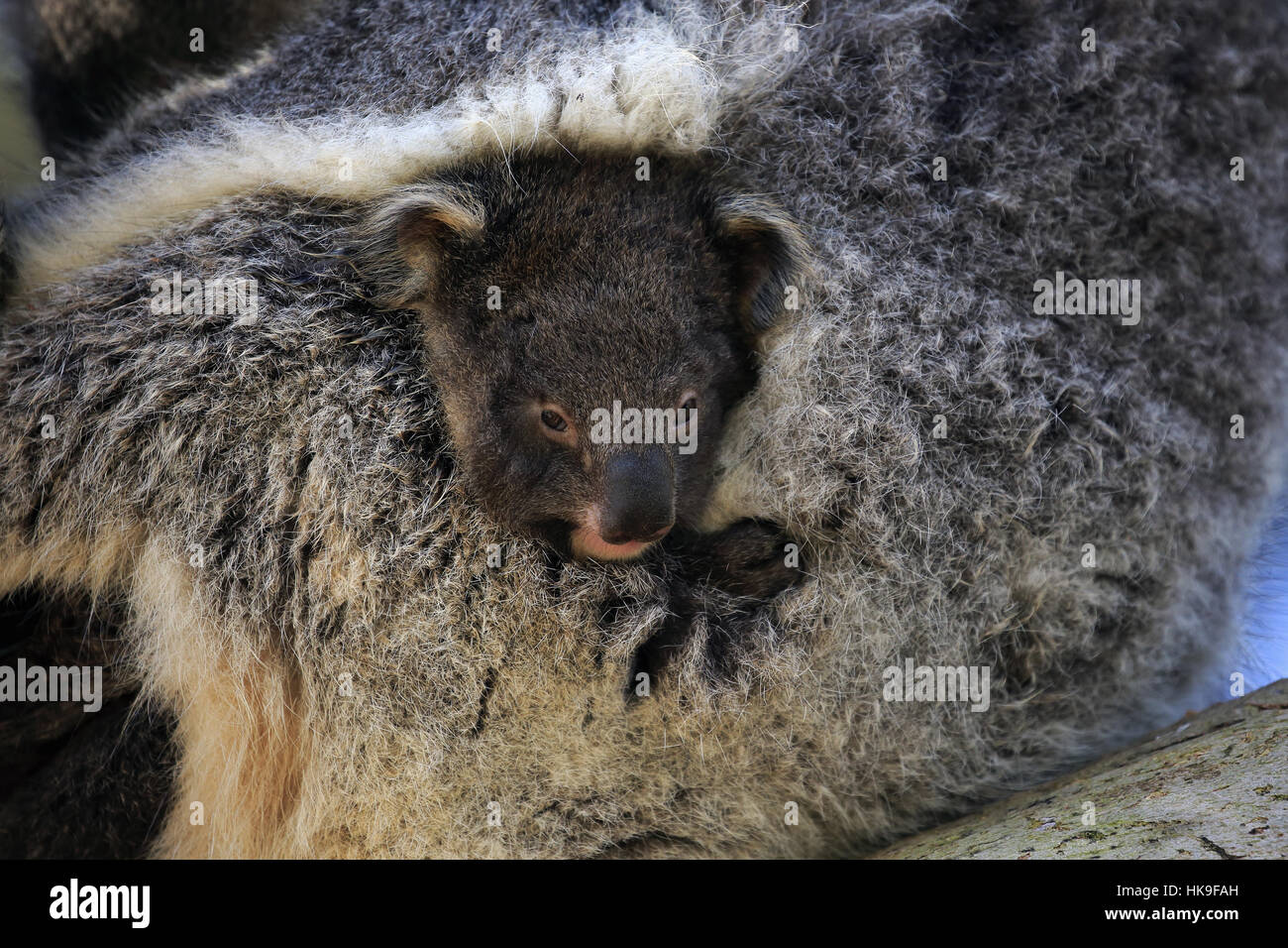 Koala (Phascolarctos cinereus), avec de jeunes adultes sur l'arbre, Kangaroo Island, Australie du Sud, Australie Banque D'Images