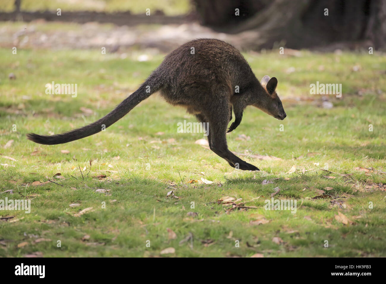 Bicolores, (Wallabia bicolor), saut, adultes Mount Lofty, Australie du Sud, Australie Banque D'Images