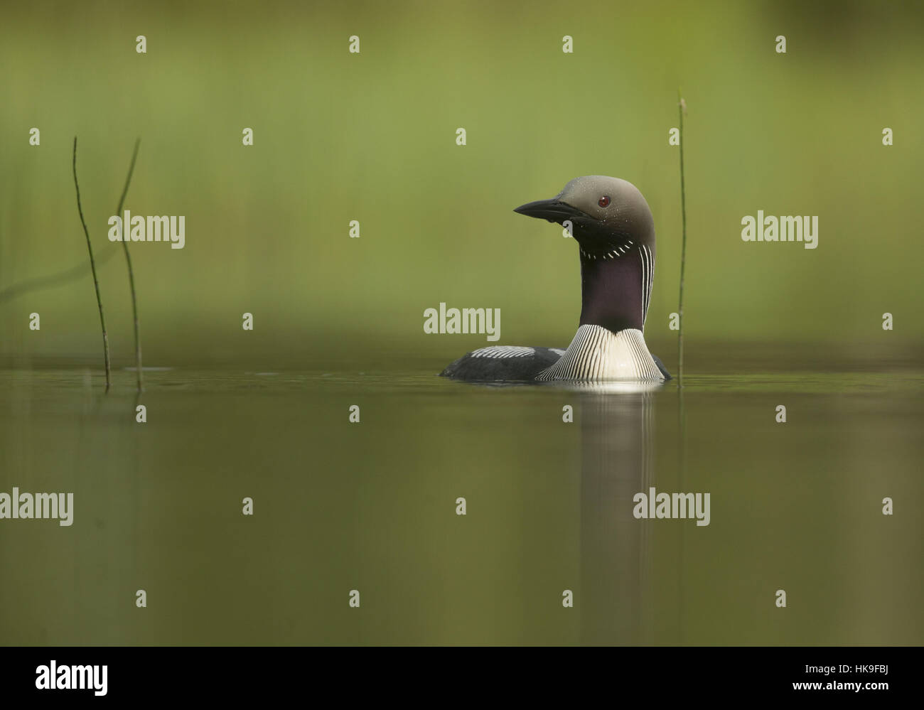 Black-throated Diver, Gavia arctica, des profils sur l'eau, faible angle, la Finlande, l'été Banque D'Images