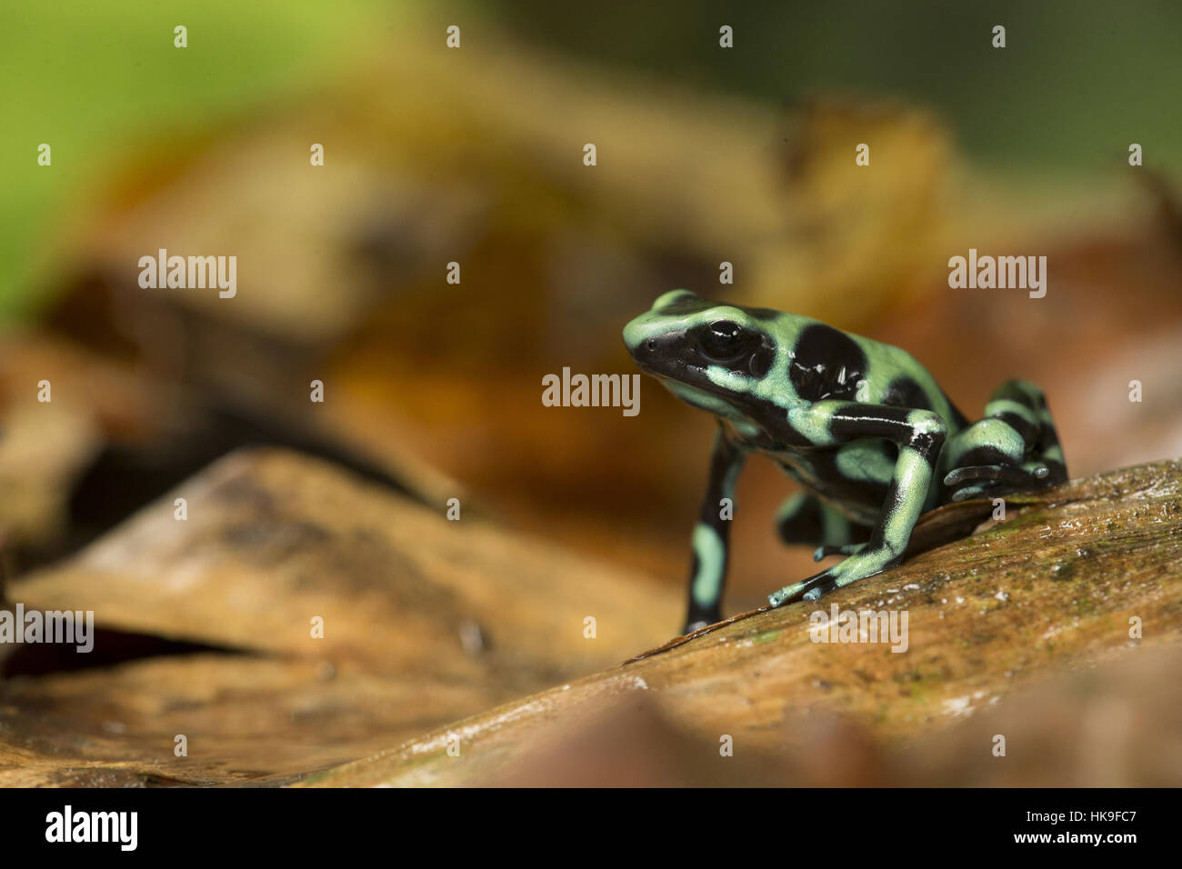 Dendrobates auratus (vert et noir Poison Dart Frog), sur la litière de forêt, le Costa Rica, fév. Banque D'Images