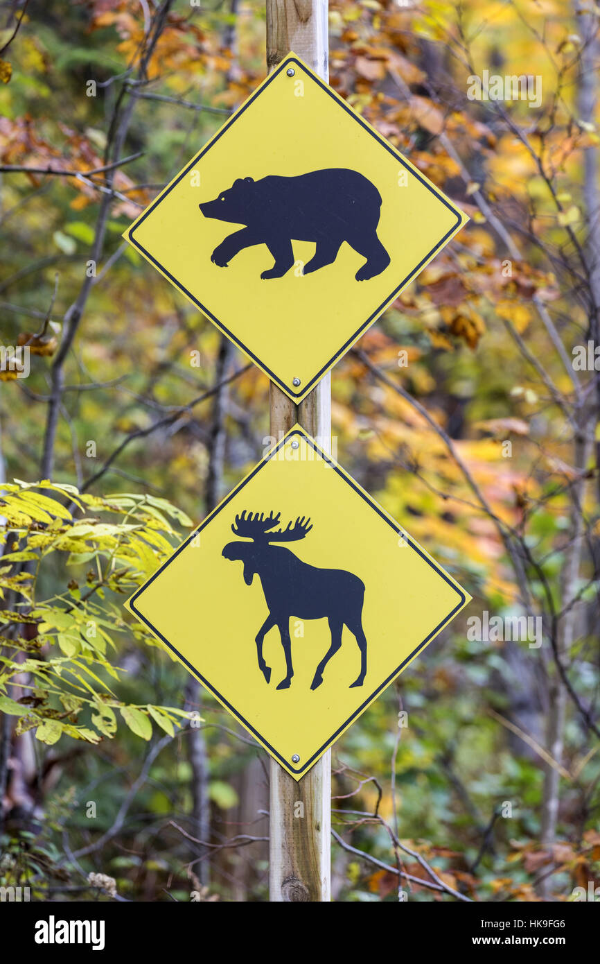 Signe de la route d'ours et d'avertissement de passage à l'orignal, Parc National de la Jacques-Cartier, Québec, Canada, octobre Banque D'Images