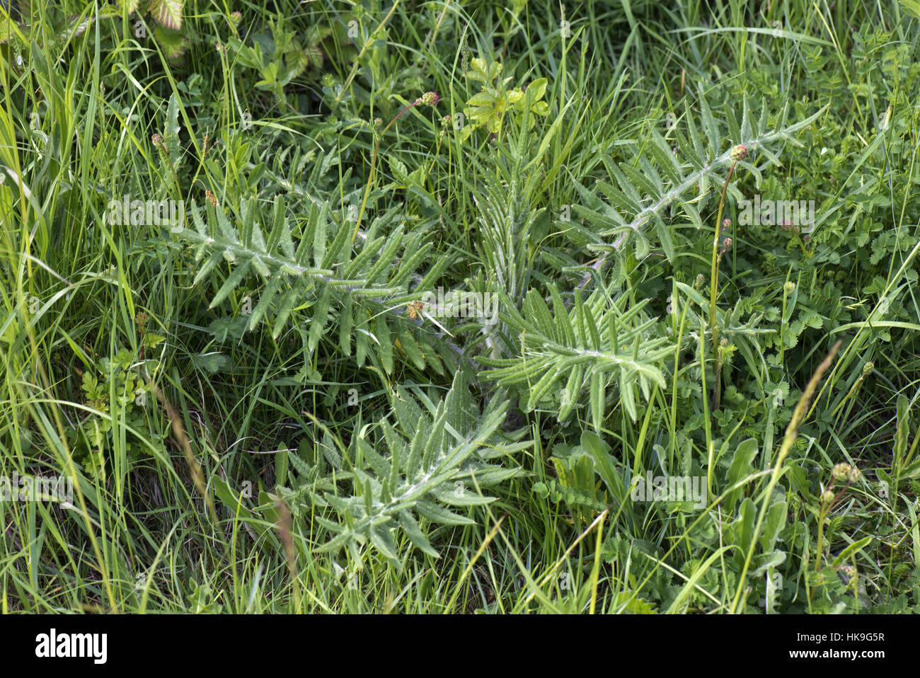 Les jeunes plantes chardon laineux, Cirsium eriophorum, sur une banque downland, Berkshire, Royaume-Uni, mai Banque D'Images