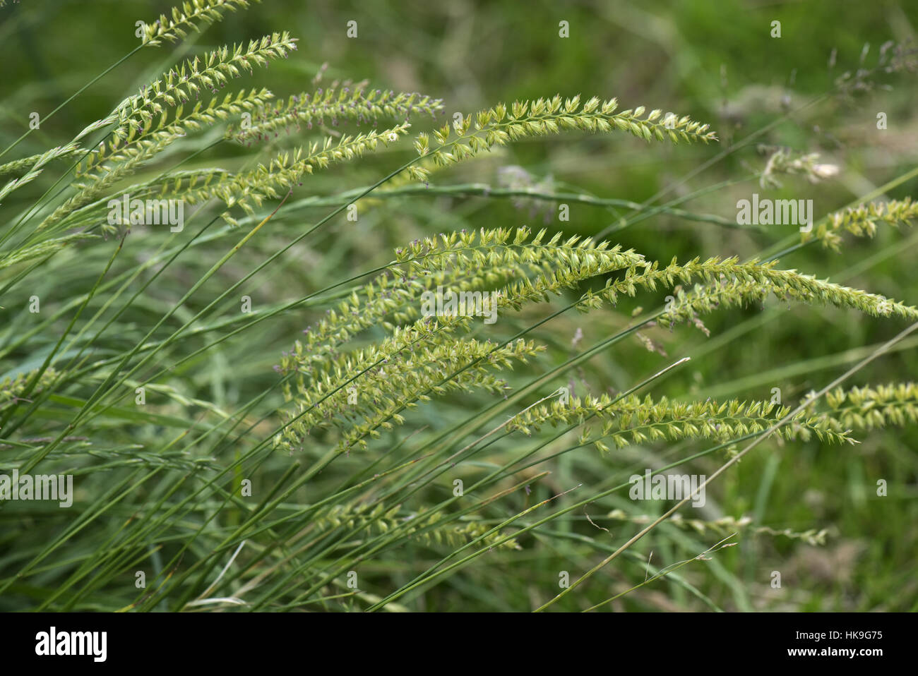 Du chien à crête-tail grass, Cynosurus cristatus, la floraison avec d'autres graminées, juin Banque D'Images