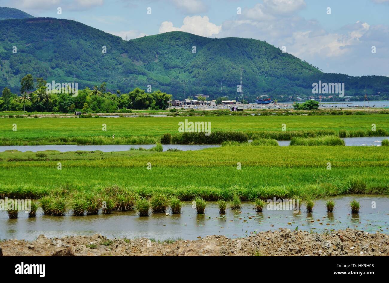 Paysage de champs verts dans le centre du Vietnam dans la région de Danang Banque D'Images