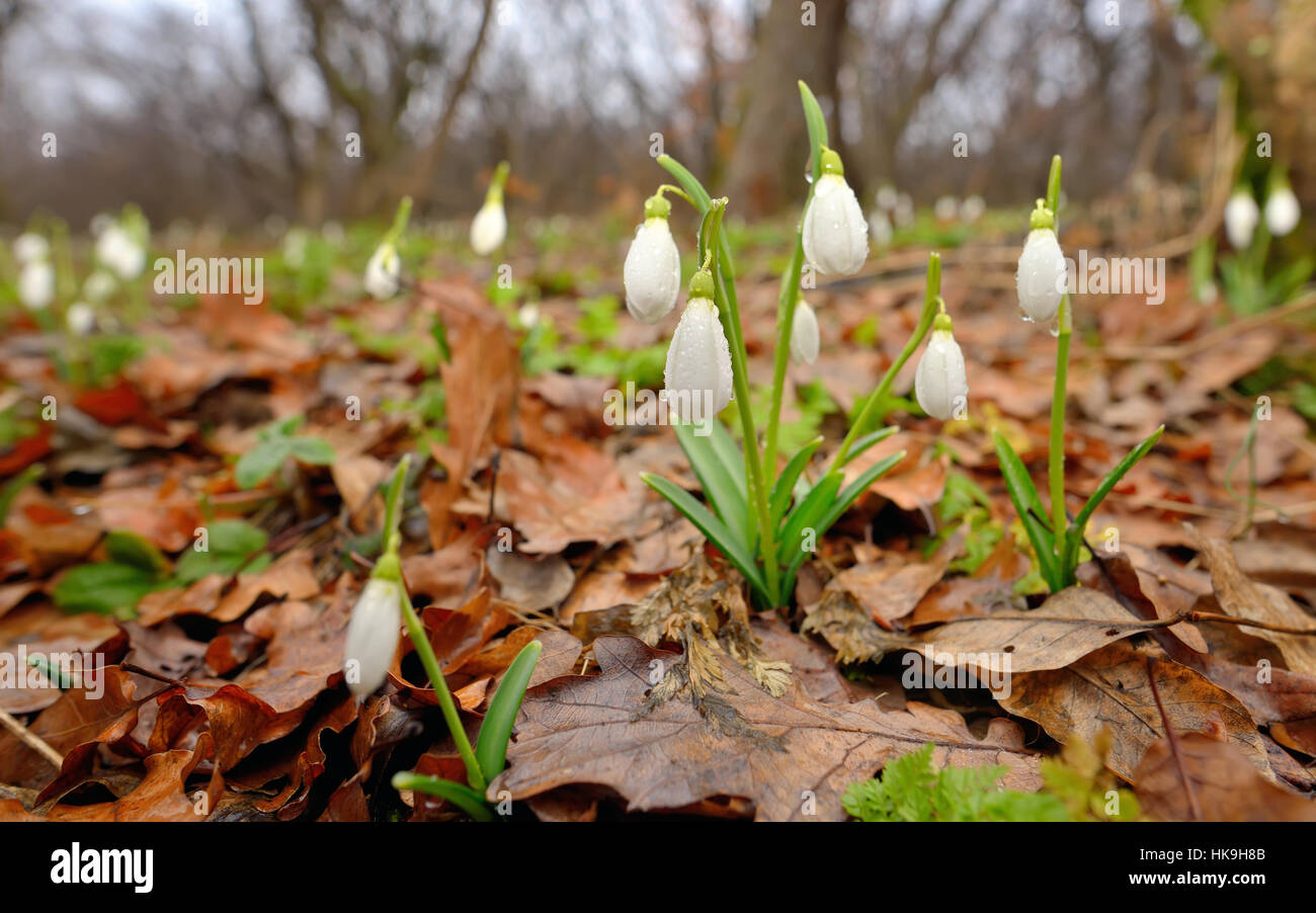 Perce-neige avec des gouttes de rosée dans la forêt Banque D'Images