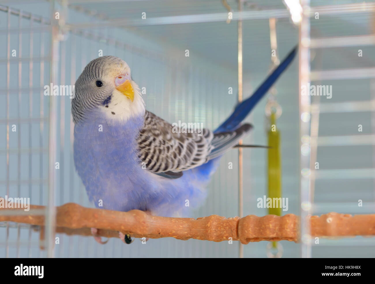 Indigo Perruche perroquet dans sa cage Photo Stock - Alamy