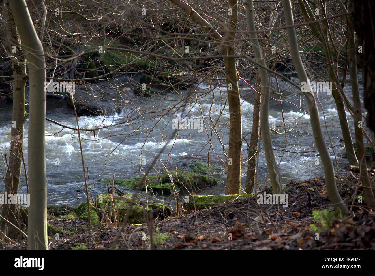 Dans la rivière Kelvin Park Lorne Glasgow Banque D'Images