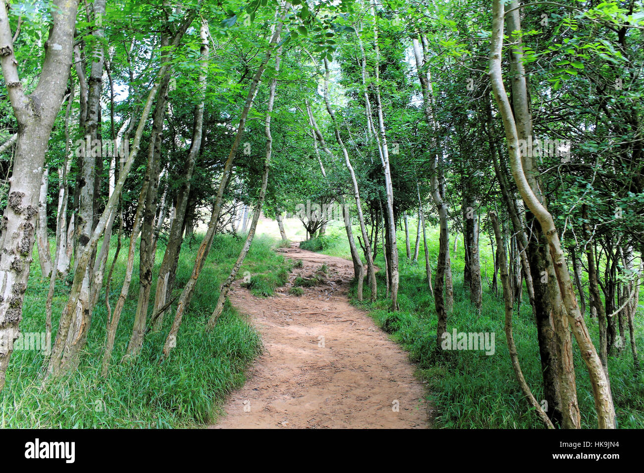 Chemin dans la forêt, Cheddar Gorge, Somerset, Angleterre Banque D'Images