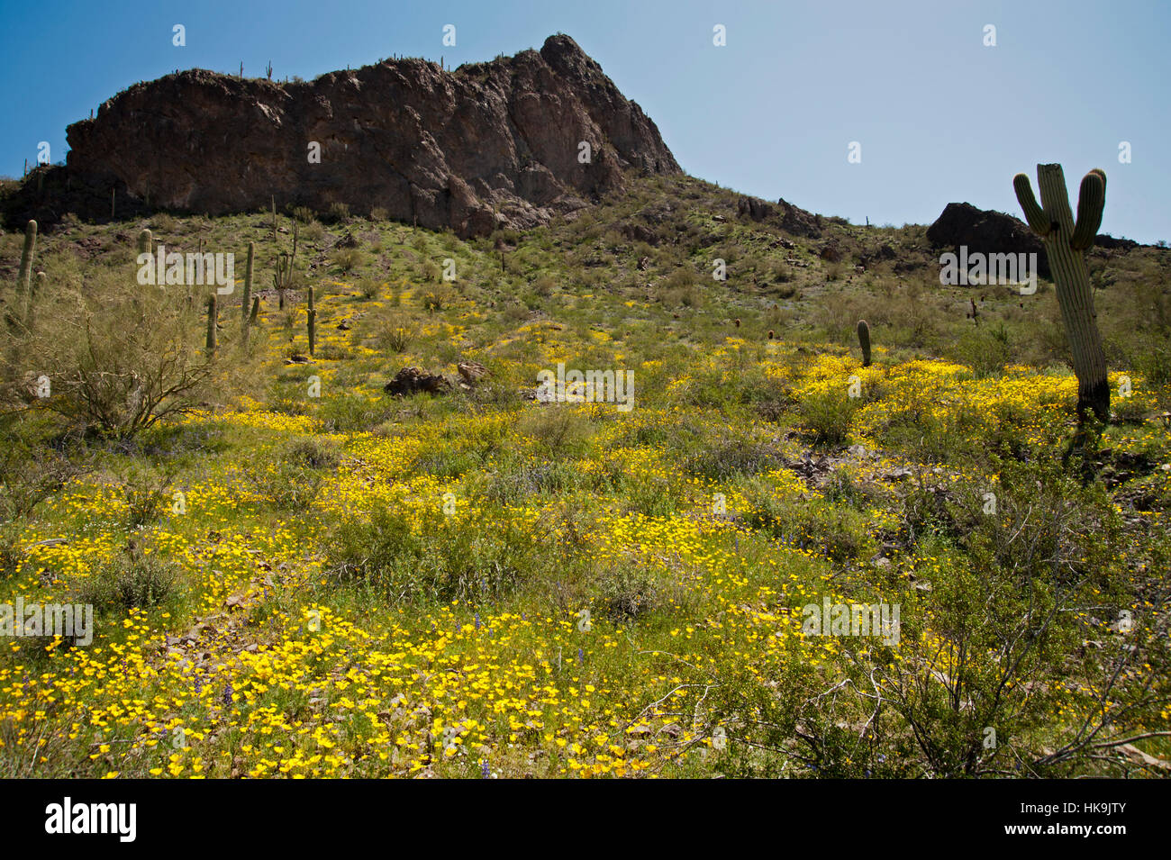 Picacho Peak Sate Park et marguerites floraison avec cactus Picacho Peak des montagnes Santa Catalina en arrière-plan. Banque D'Images