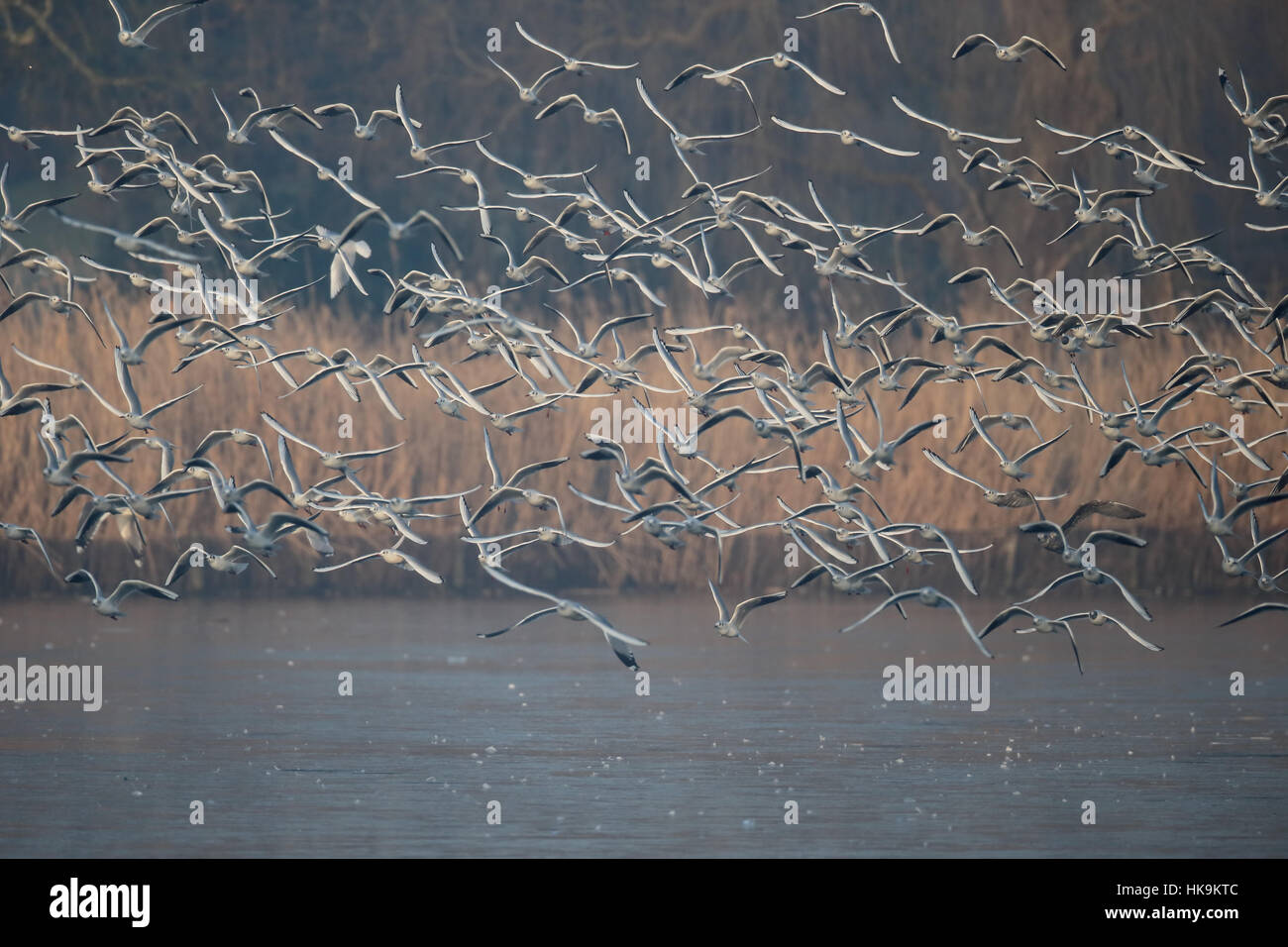 Mouettes à tête noire, Chroicocephalus ridibundus, Groupe en vol, Grand Londres, janvier 2017 Banque D'Images