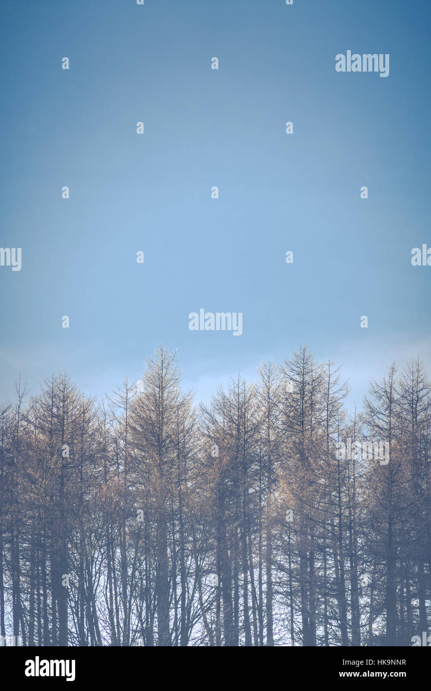 Frost en tête des arbres avec ciel bleu clair et Copy Space Banque D'Images