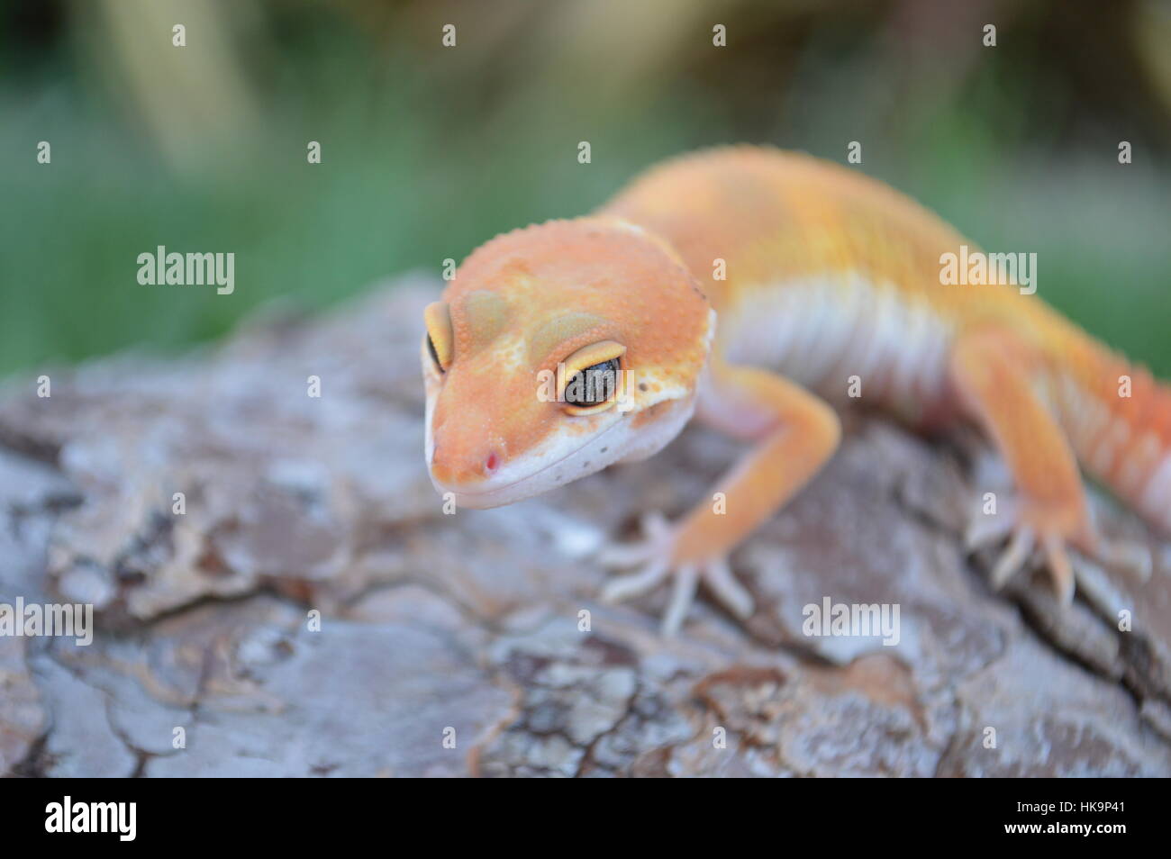 Super Hypo Tangerine Carrot Tail Baldy Leopard Gecko (SHTCTB, Eublepharis macularis) Banque D'Images