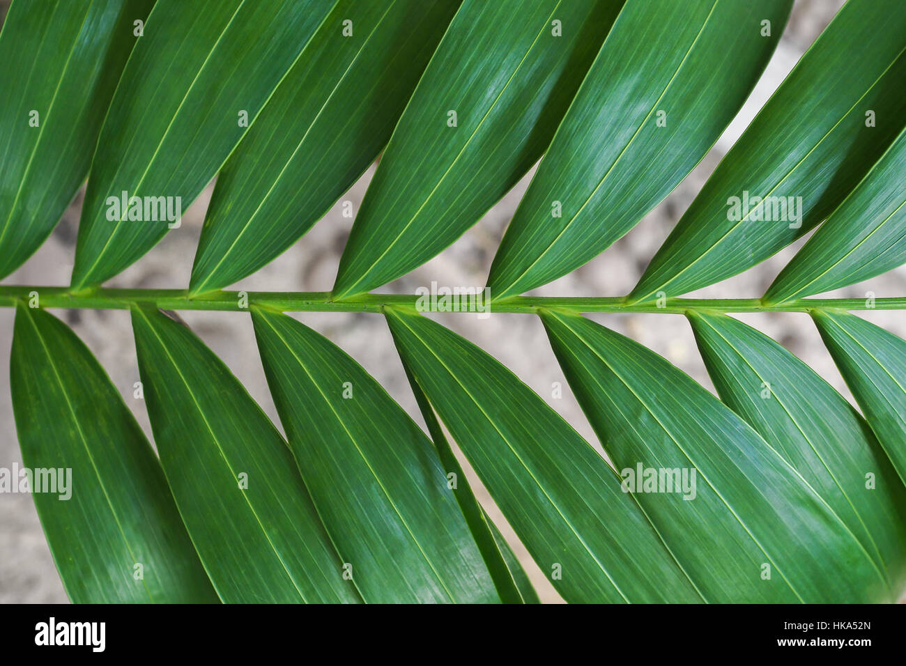 Close-up of rainforest détaillée feuilles jungle pour l'arrière plan. Banque D'Images