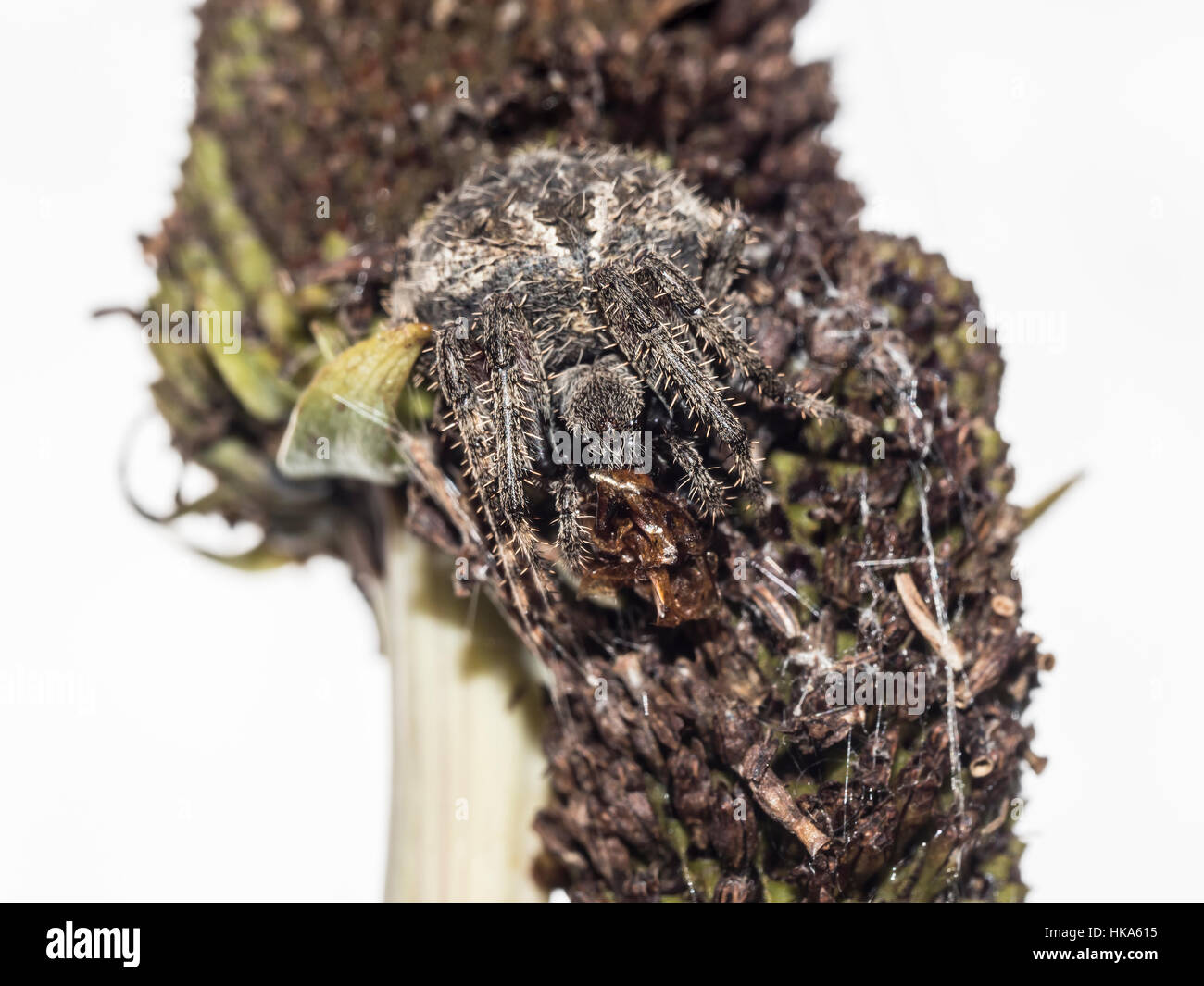 Maison commune tepidariorum Parasteatoda,araignée, visée à l'échelle internationale comme l'araignée des maisons américaines Banque D'Images