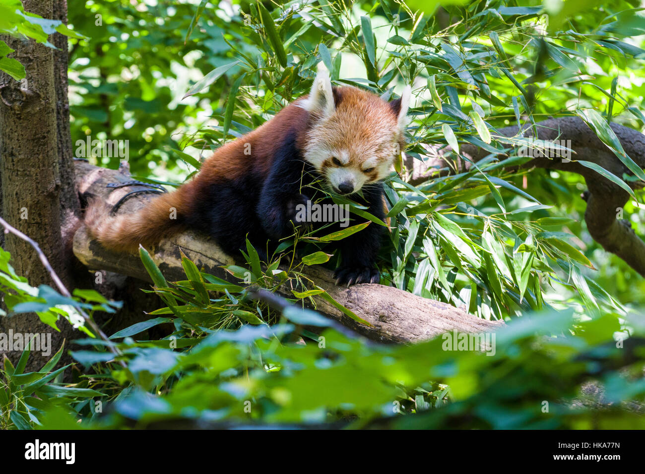 Un panda rouge (Ailurus fulgens) est assis dans un arbre Banque D'Images