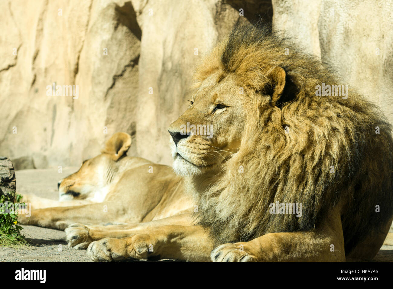 Un homme l'african lion (Panthera leo) est allongé sur le sol Banque D'Images