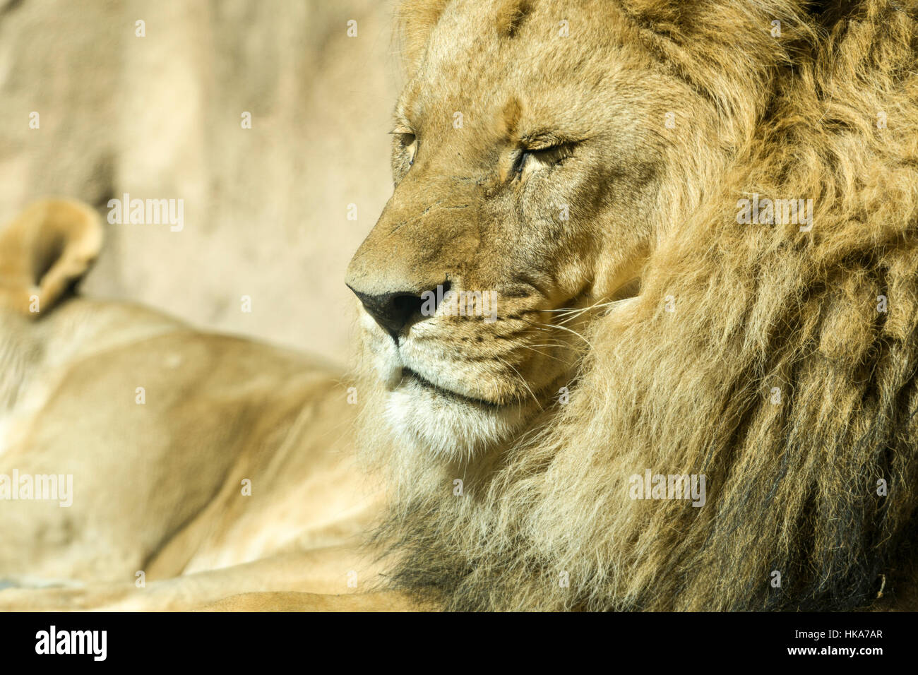 Un portrait de l'homme african lion (Panthera leo), allongé sur le sol Banque D'Images