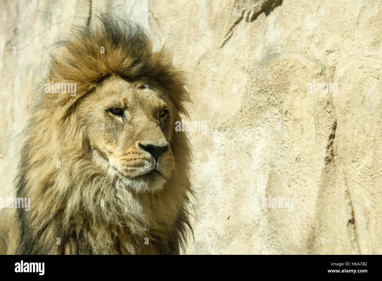 Un portrait de l'homme african lion (Panthera leo), debout sur le terrain Banque D'Images