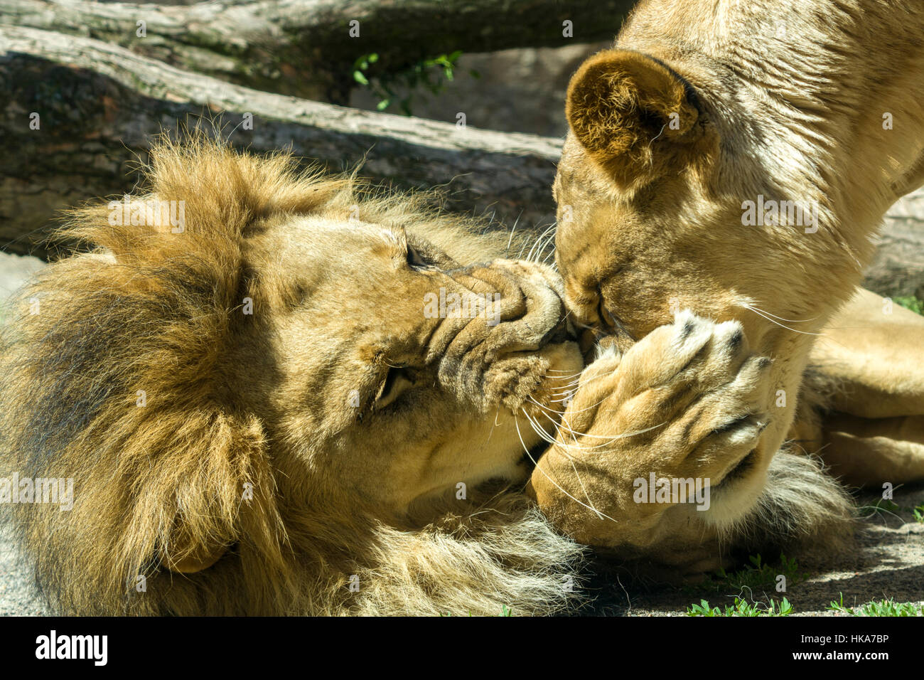 Un homme et une femme l'African lion (Panthera leo) sont allongés sur le sol, jouer Banque D'Images