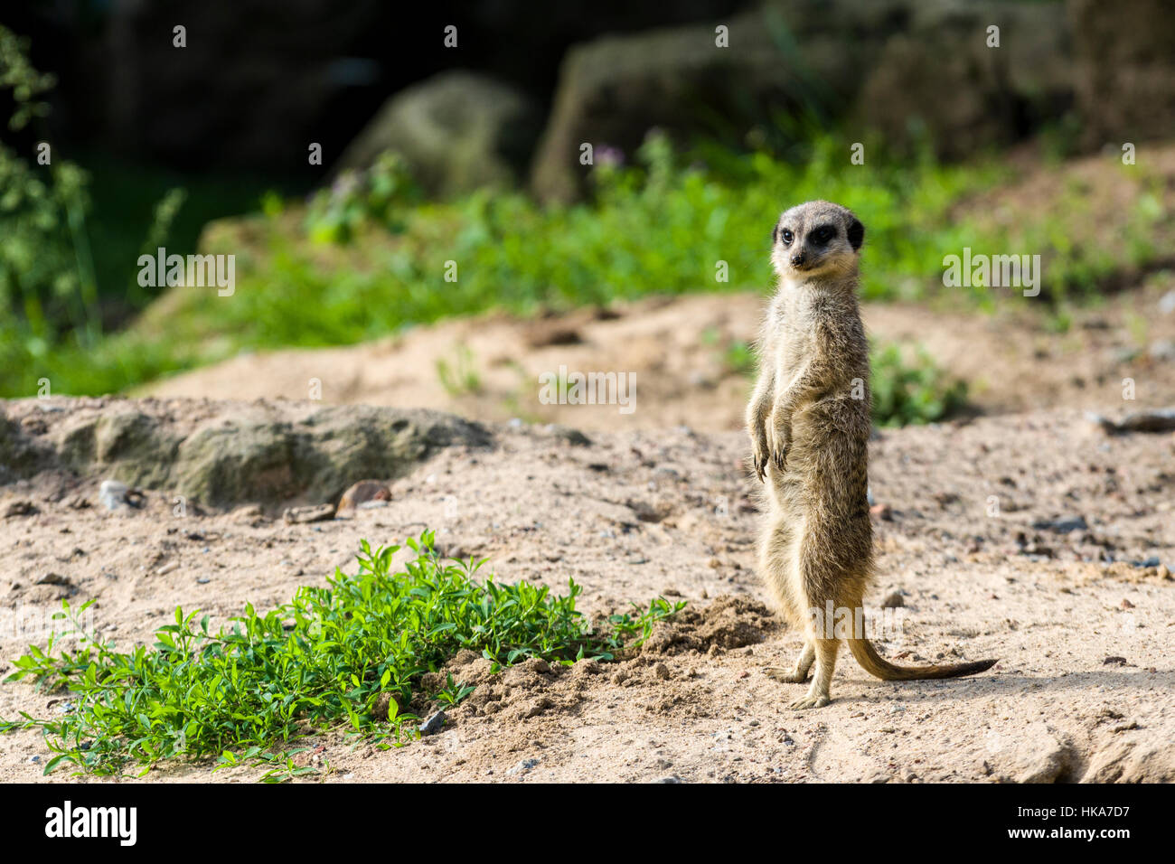 Un Meerkat (Suricata suricatta) est debout sur le terrain, regarder dehors Banque D'Images