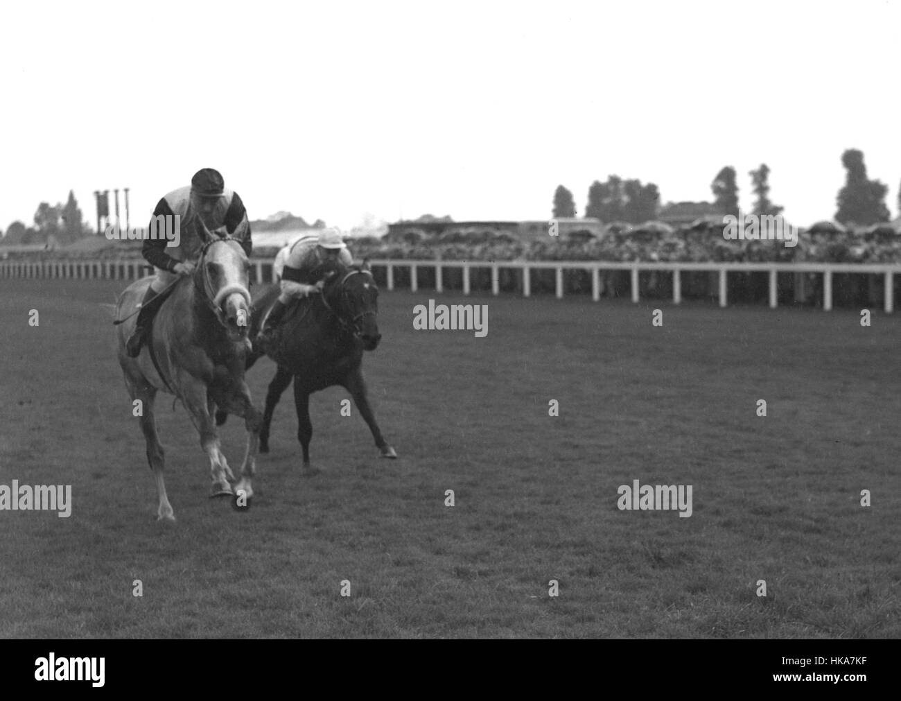 Winston Churchill's Colonist II, monté par T Gosling, est le gagnant de la Rose Blanche Enjeux Hurst Park, battant le défi lancé par l'arrêt Français St Leger Pan gagnant II, monté par R Poincelet. Banque D'Images