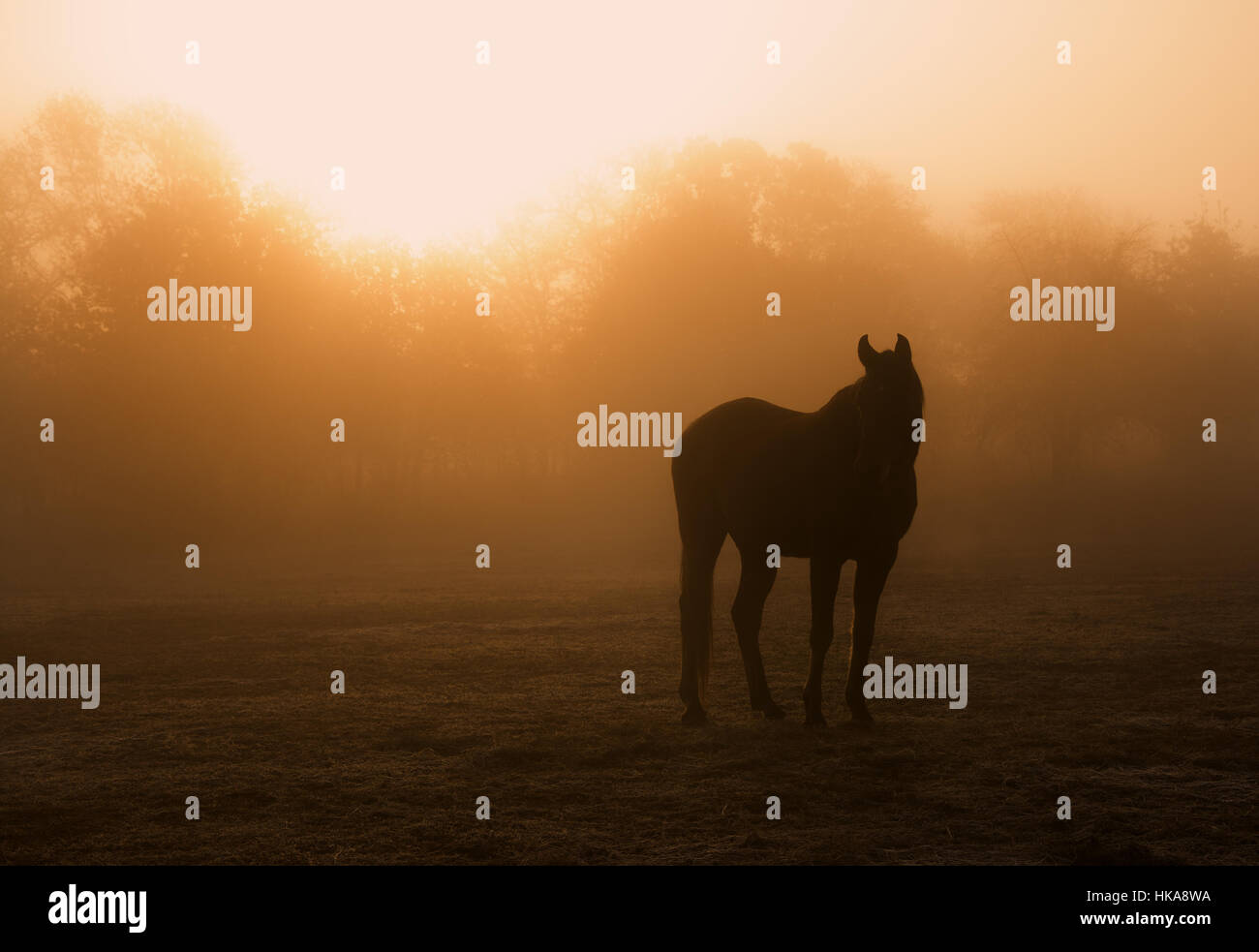 Horse silhouette dans un épais brouillard au lever du soleil Banque D'Images