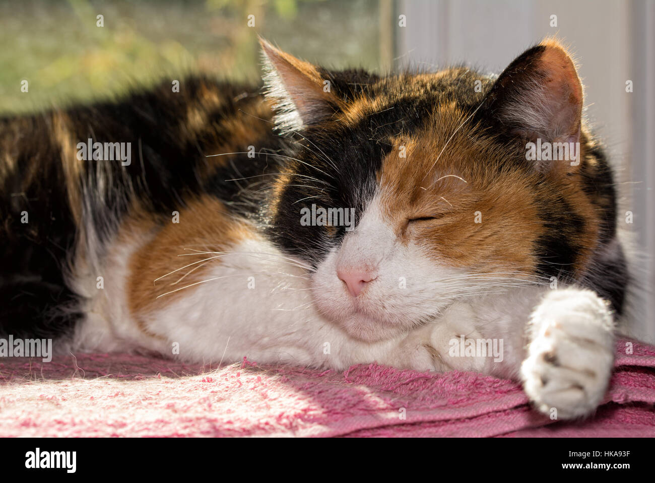 Chat Calico endormi devant une fenêtre ensoleillée Banque D'Images