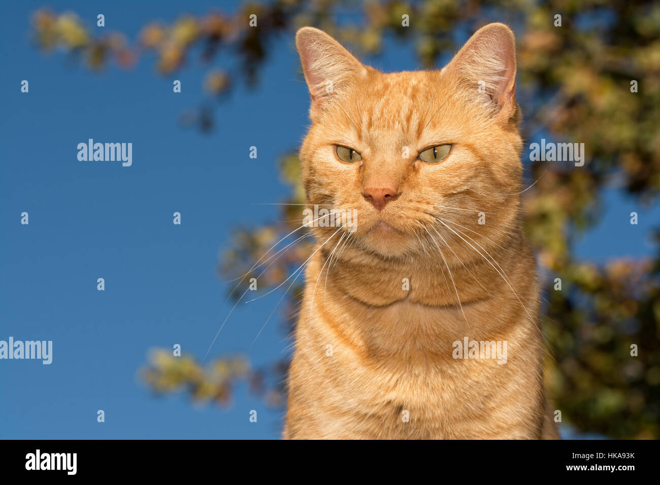 Ginger tabby chat contre un chêne historique Banque D'Images