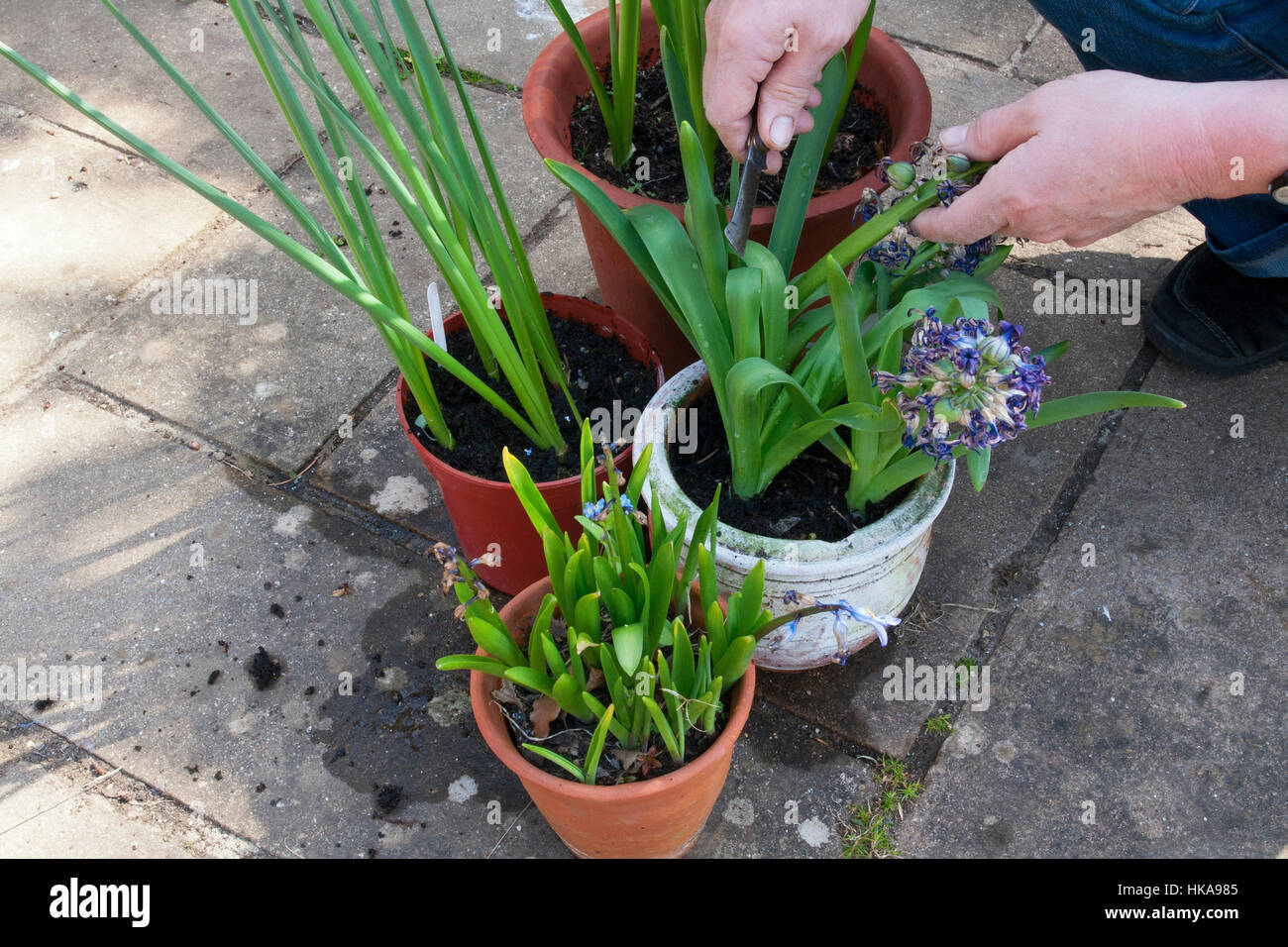 Vide bulbes à fleur de ressort Banque D'Images