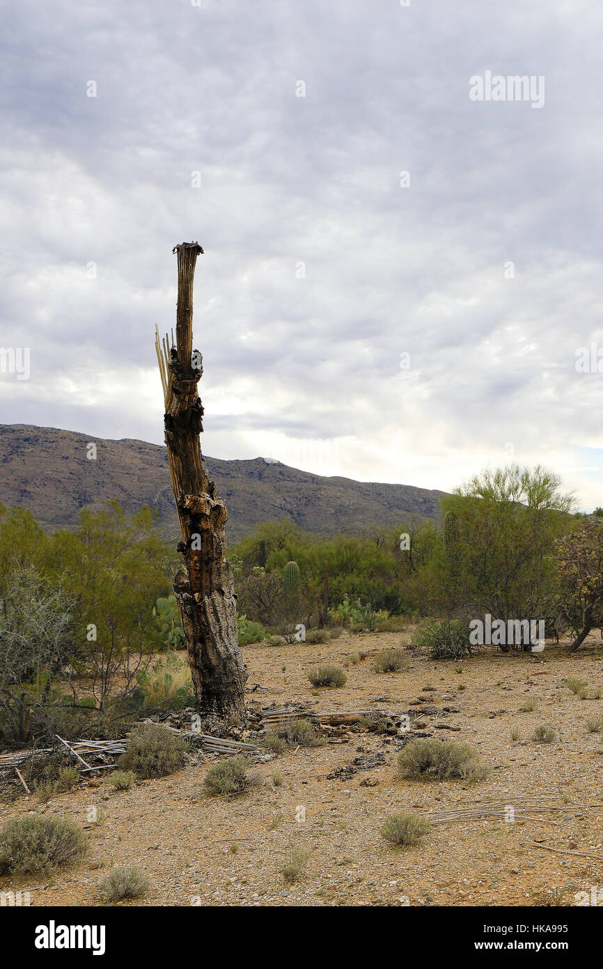 Une vue sur le désert de Sonora et squelette cactus Banque D'Images