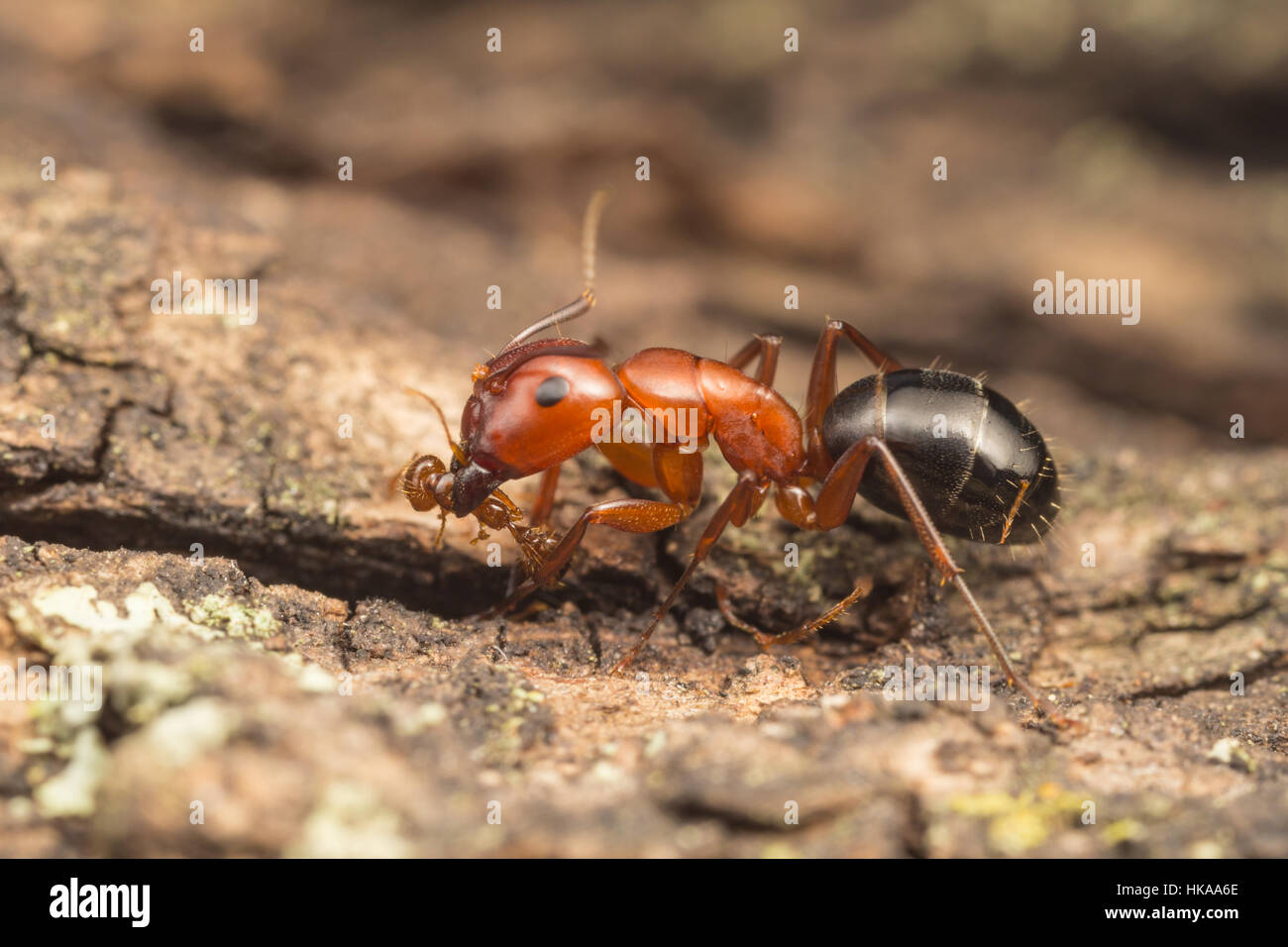 Une fourmi Camponotus (decipiens) s'attaque à plus petite fourmi de feu espèces. Banque D'Images