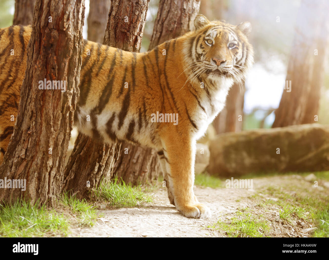 Tiger looking at camera. La tonalité de l'image. Banque D'Images