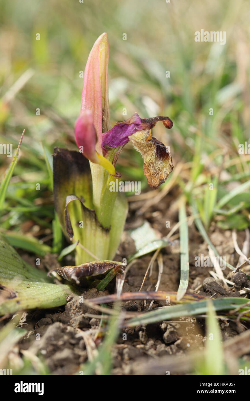 Tenthrèdes Orchid (Ophrys tenthredinifera) - the UK's premier et actuellement seul exemple de cette espèce, malheureusement endommagé tempête Banque D'Images
