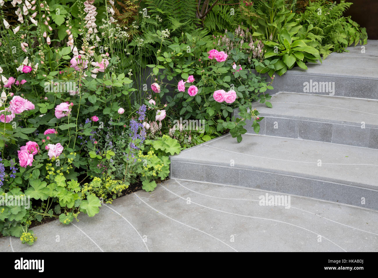 Royaume-Uni UN jardin de maison avec des marches en pierre avec la frontière de roses anglaises - bordures roses - Rose Louise Odier - Digitalis purpurea Apricot de Sutton - Hosta Devon Green Banque D'Images