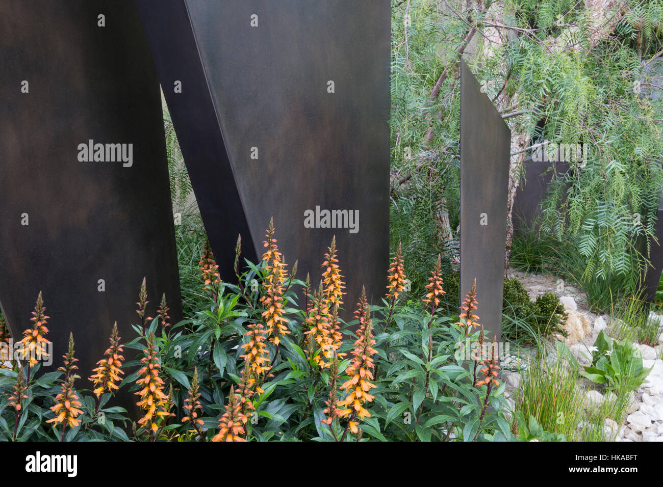 Isoplexis canariensis, le Telegraph Garden, Chelsea Flower Show 2016 London UK - Designer : Andy Sturgeon Best in show Banque D'Images