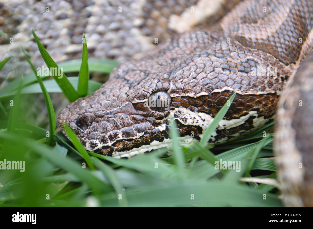 Boa de DUMERIL Banque D'Images