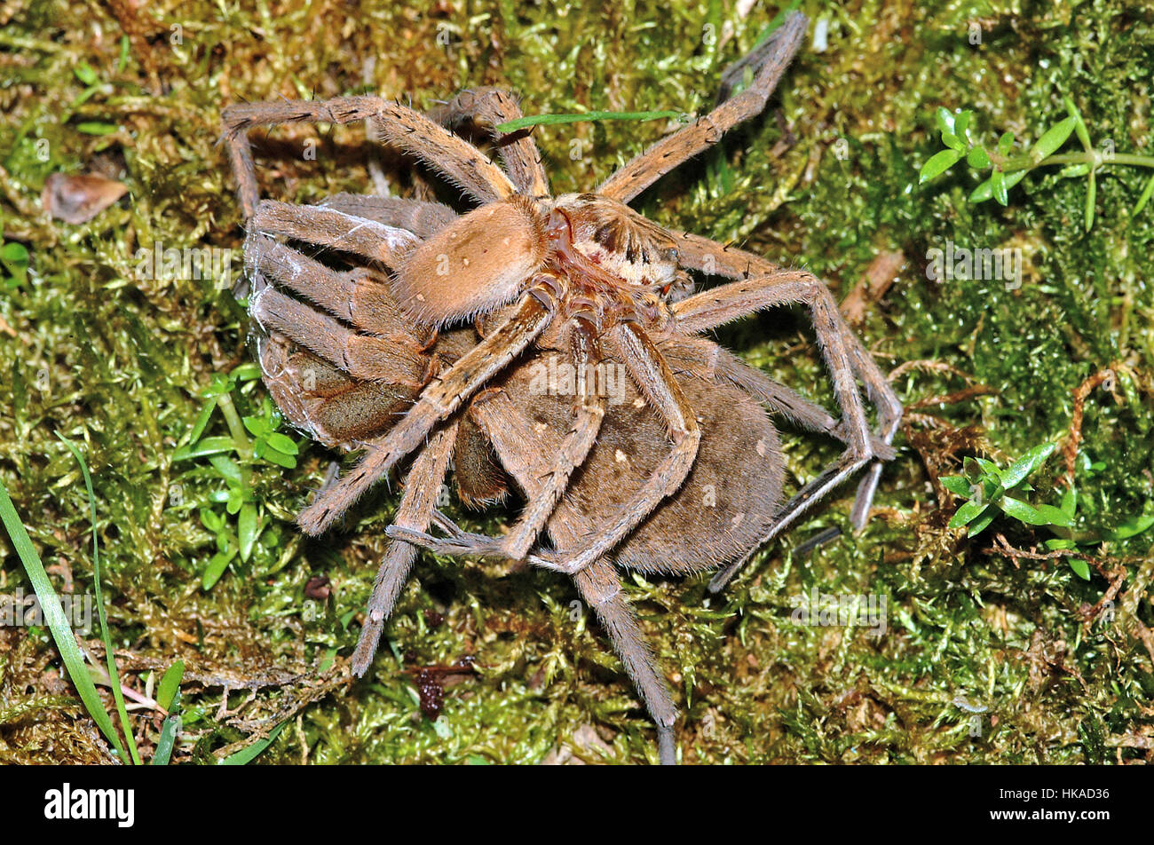 Araignée géante de pêche amazonienne, (Ancylometes Bogotensis) femelle avec des jambes et des crocs enveloppés de soie afin que le mâle puisse s'accoupler en toute sécurité avec elle Banque D'Images