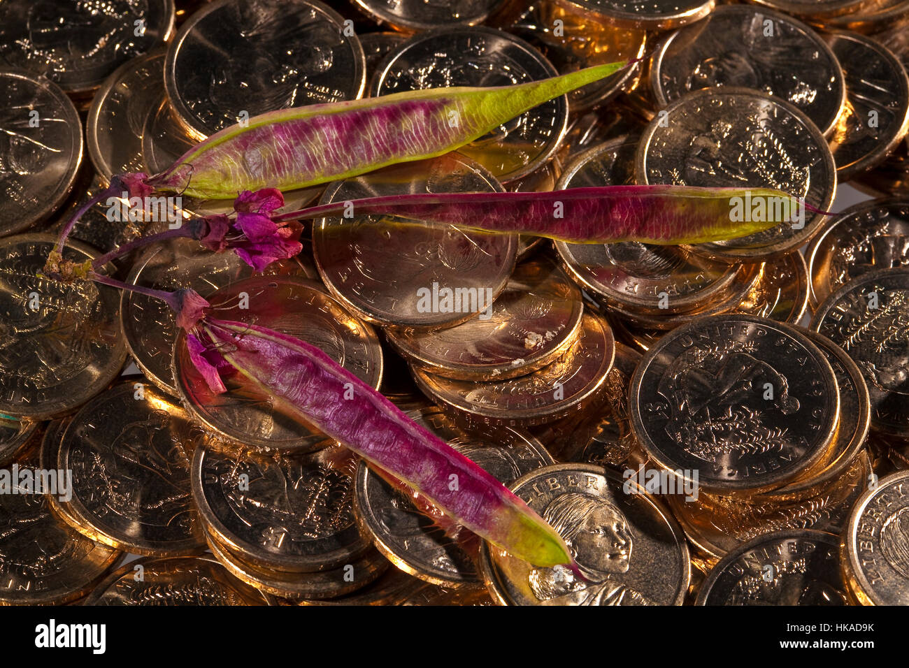 Les coupelles de semences de l'Orchid tree (Bauhinia) sur les pièces d'or en dollars avec les sacajawea son image. Bauhinia est un genre de plus de 200 espèces de Banque D'Images