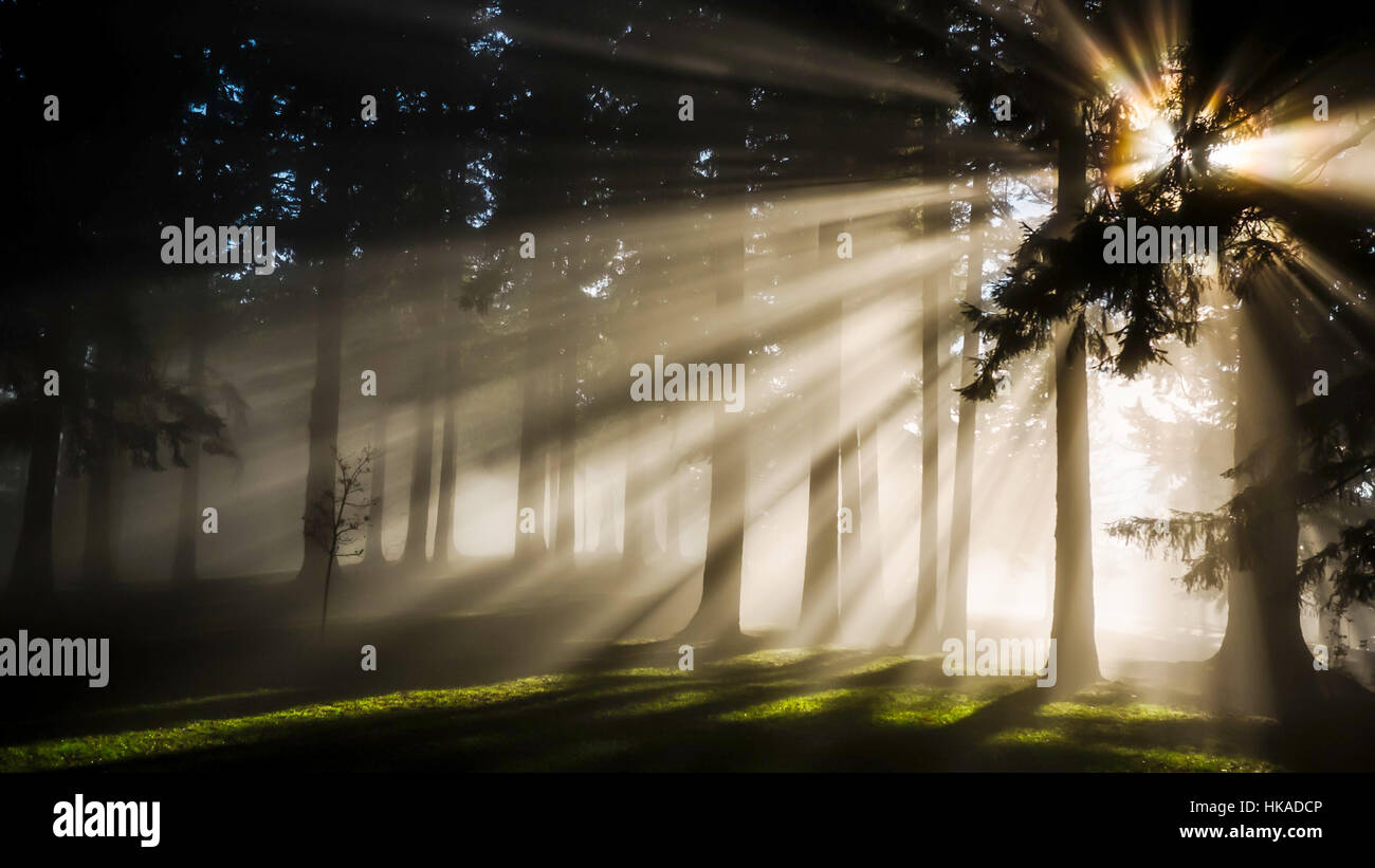 Effet super cool dans la forêt Banque D'Images