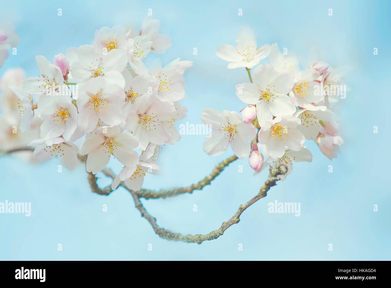 Le beau blanc de printemps fleurs fleurs de Prunus x yedoensis Japanese flowering Cherry Tree prises contre un ciel bleu Banque D'Images
