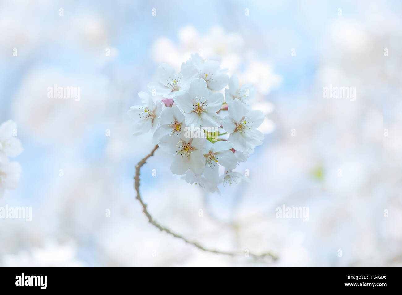La belle fleur de printemps des fleurs de Prunus yedoensis × Japanese flowering cherry tree against a blue sky Banque D'Images