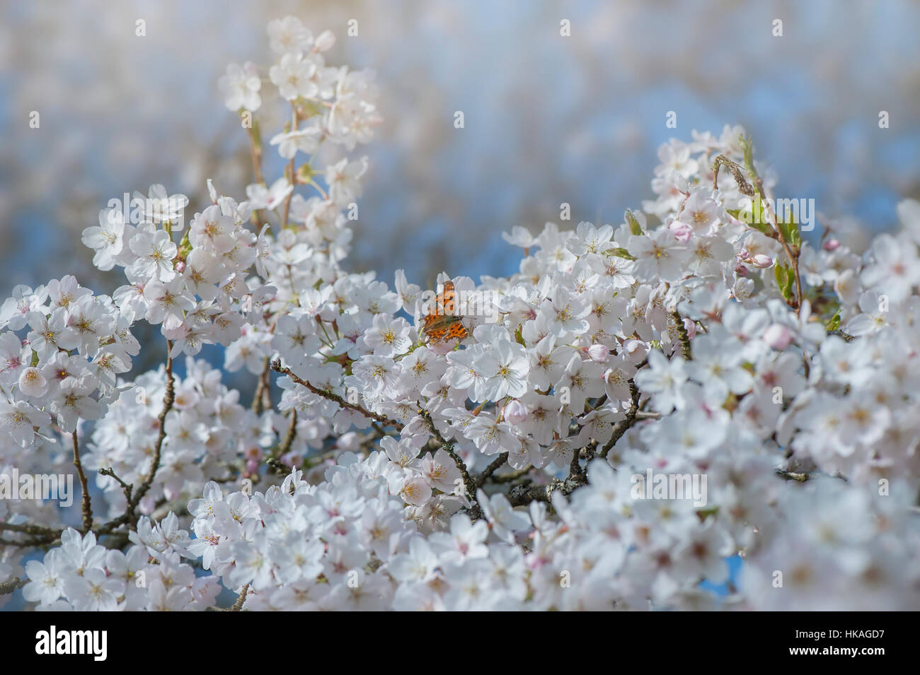 Le beau blanc de printemps fleurs fleurs de Prunus x yedoensis Japanese flowering cherry tree avec une virgule butterfly Banque D'Images