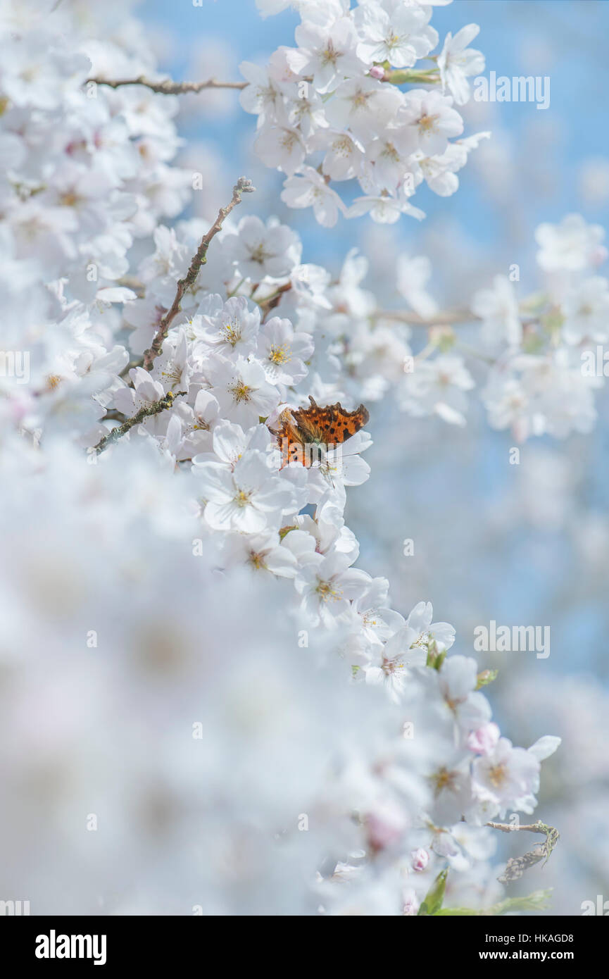 Le beau blanc de printemps fleurs fleurs de Prunus x yedoensis Japanese flowering cherry tree avec une virgule butterfly Banque D'Images