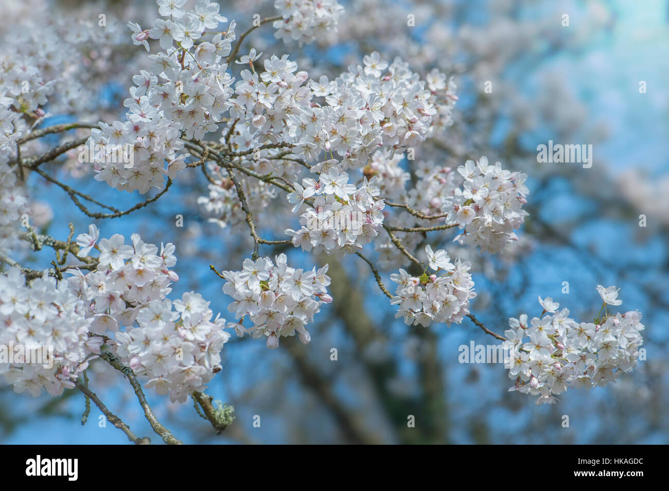 Le beau blanc de printemps fleurs fleurs de Prunus x yedoensis Japanese flowering Cherry Tree prises contre un ciel bleu Banque D'Images