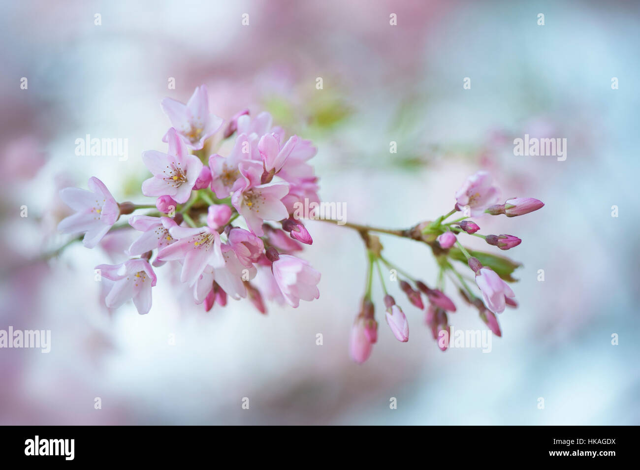 Yoshino printemps fleurs rose fleur de cerisier - Prunus x yedoensis célèbre Japanese cherry blossom, prises contre un ciel bleu Banque D'Images