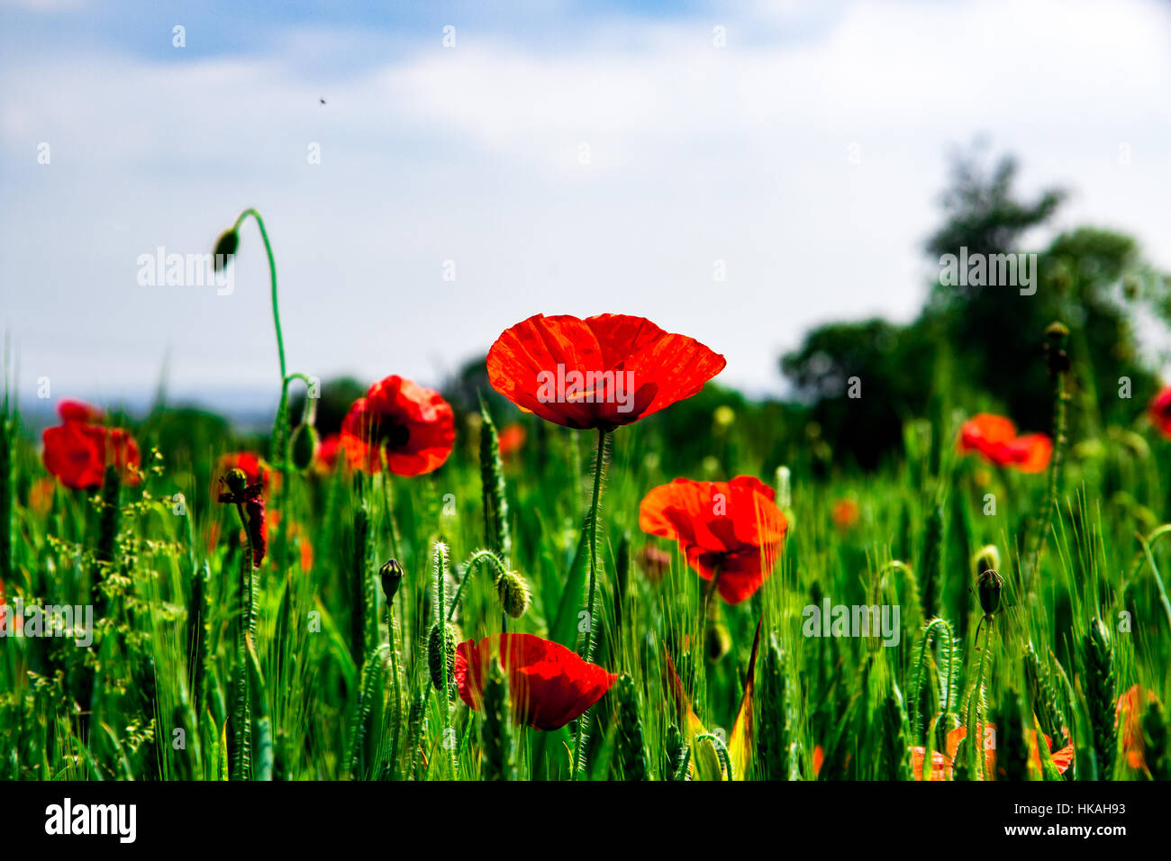 Coquelicots Banque D'Images